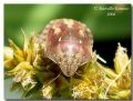 Eurygaster testudinaria